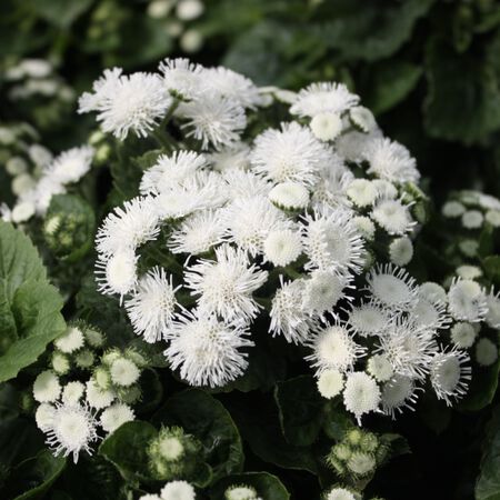 Aloha White, Ageratum - Packet image number null